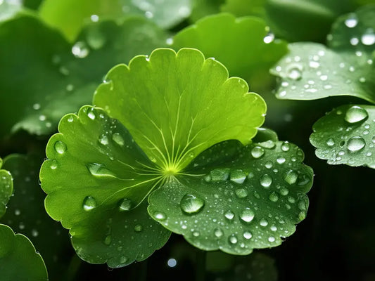 Centella-Asiatica-An-Essential-Ingredient-in-Korean-Cosmetics STYLEMITE SHOP